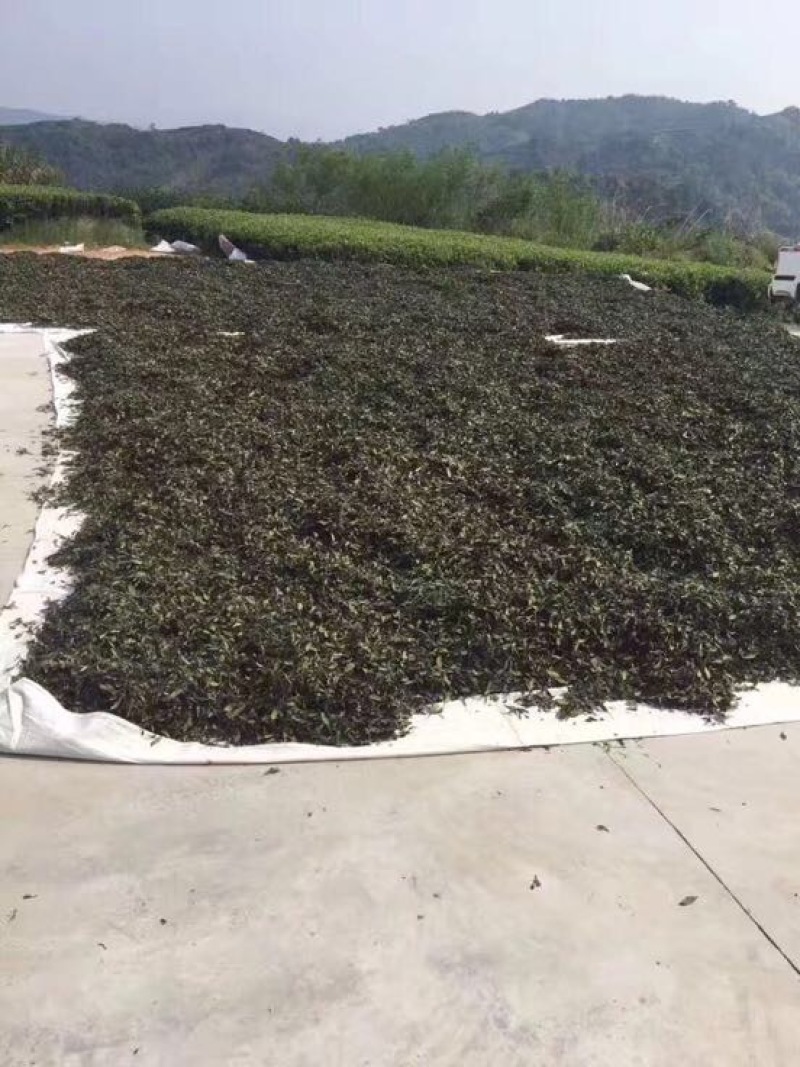 白牡丹一级