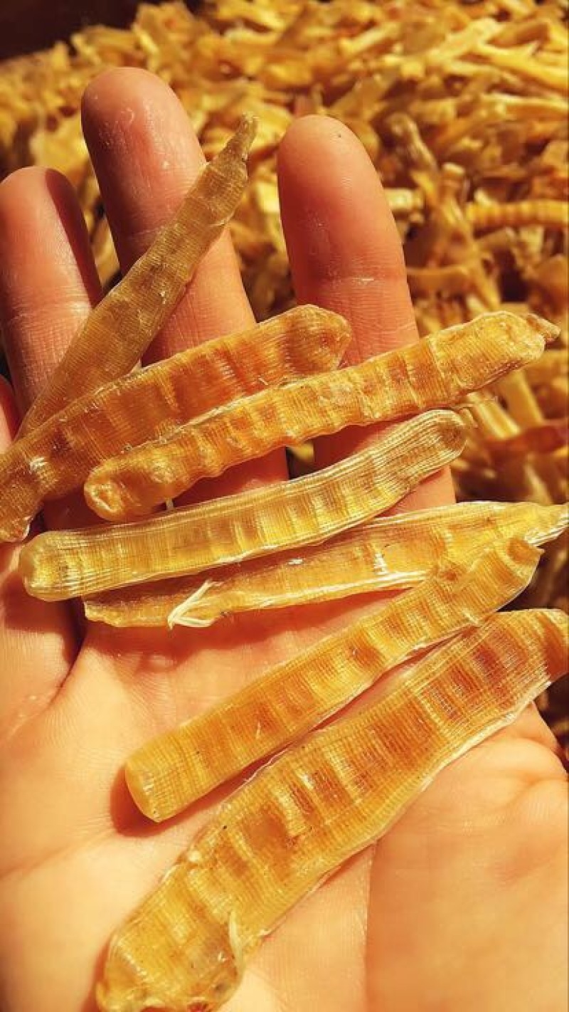 沙虫鲜活