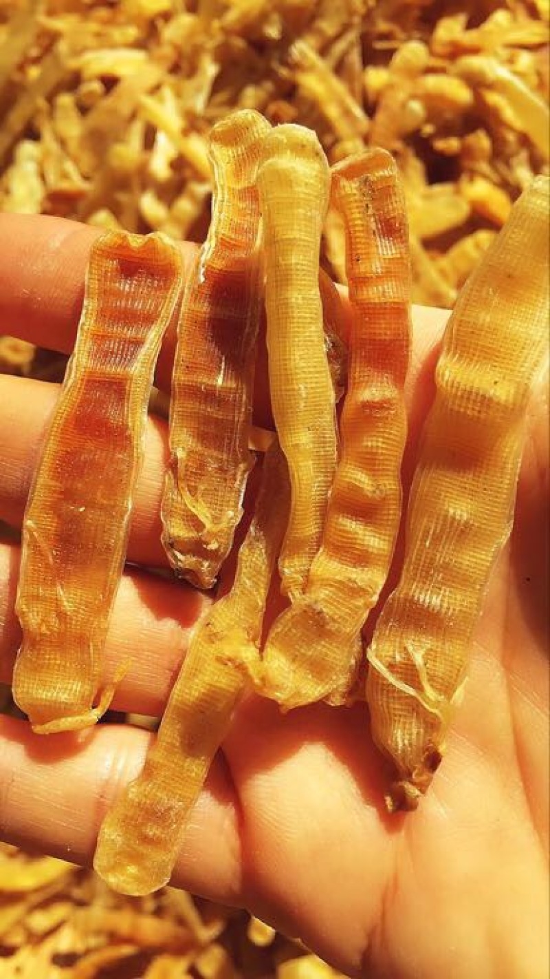 沙虫鲜活