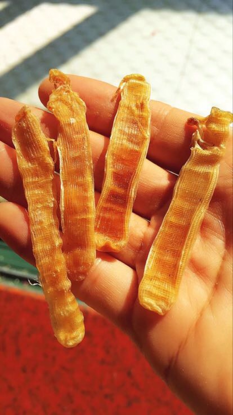 沙虫鲜活