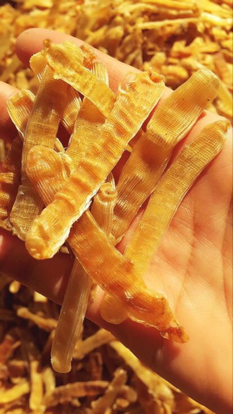 沙虫鲜活