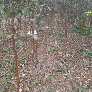 山西运城红富士苹果树苗100cm以上
