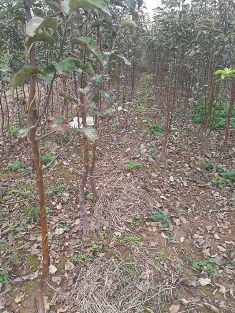 山西运城红富士苹果树苗100cm以上