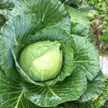 甘蓝莲花白大量上市，价格