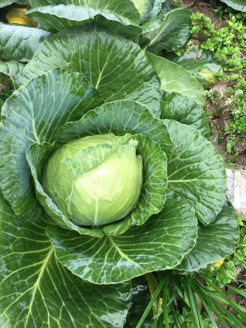 甘蓝莲花白大量上市，价格