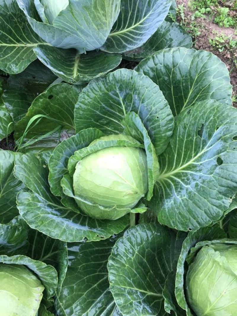甘蓝莲花白大量上市，价格