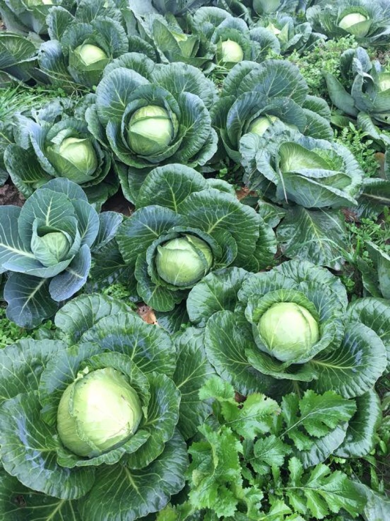 甘蓝莲花白大量上市，价格