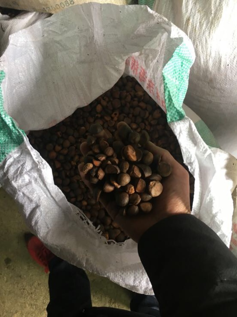 山茶油5斤