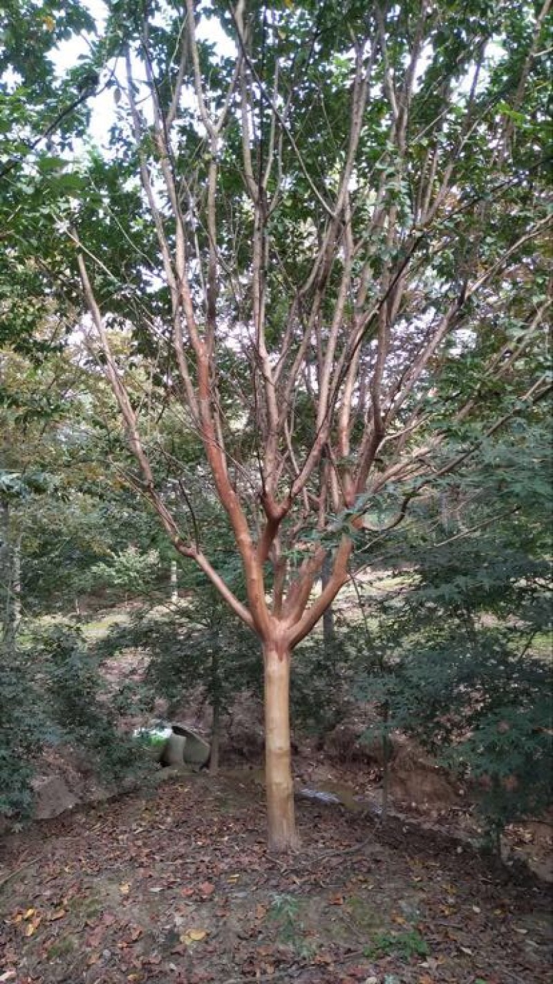 紫薇8~10cm1.5~2米1~2米