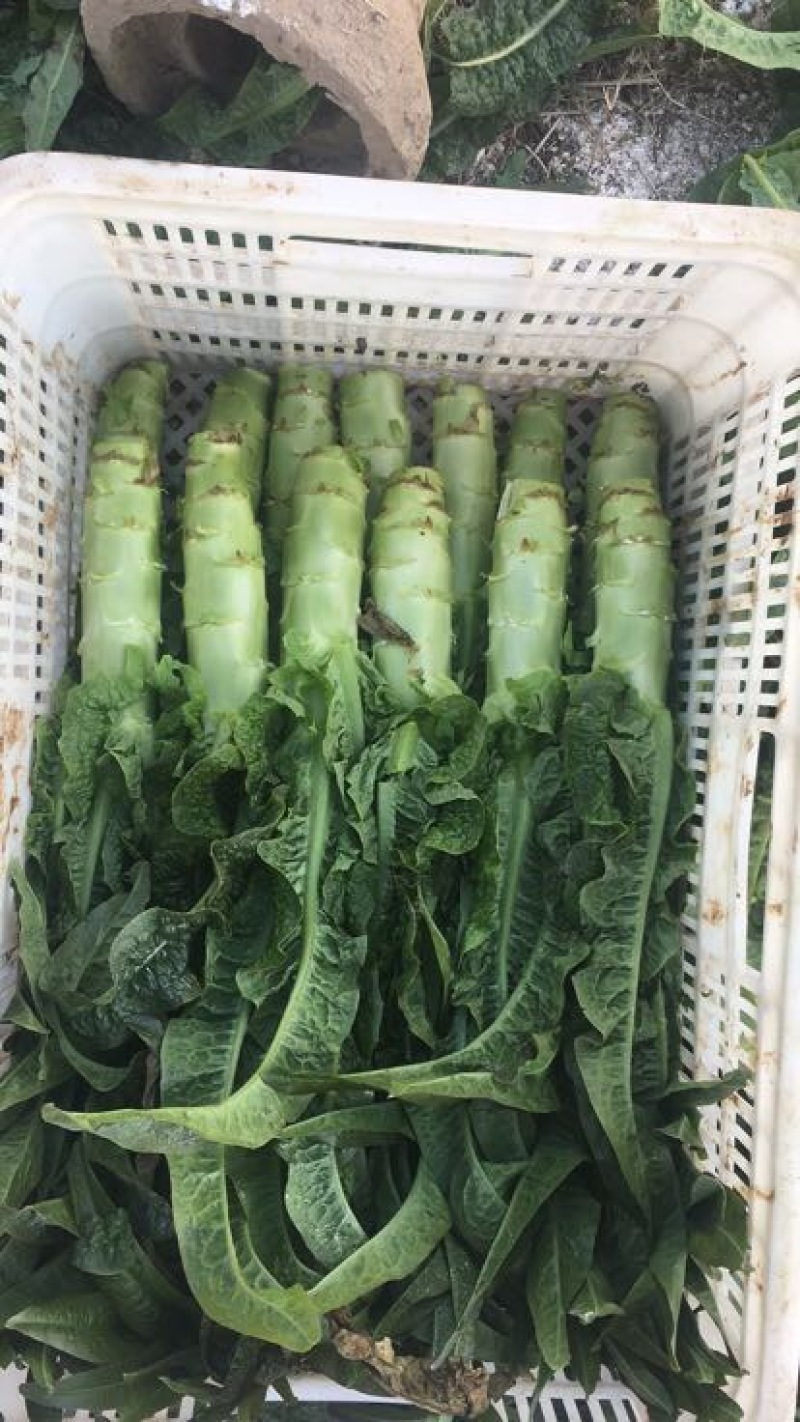 莴苣莴笋都在两斤半以上，精品莴笋，量大从优，50公分左