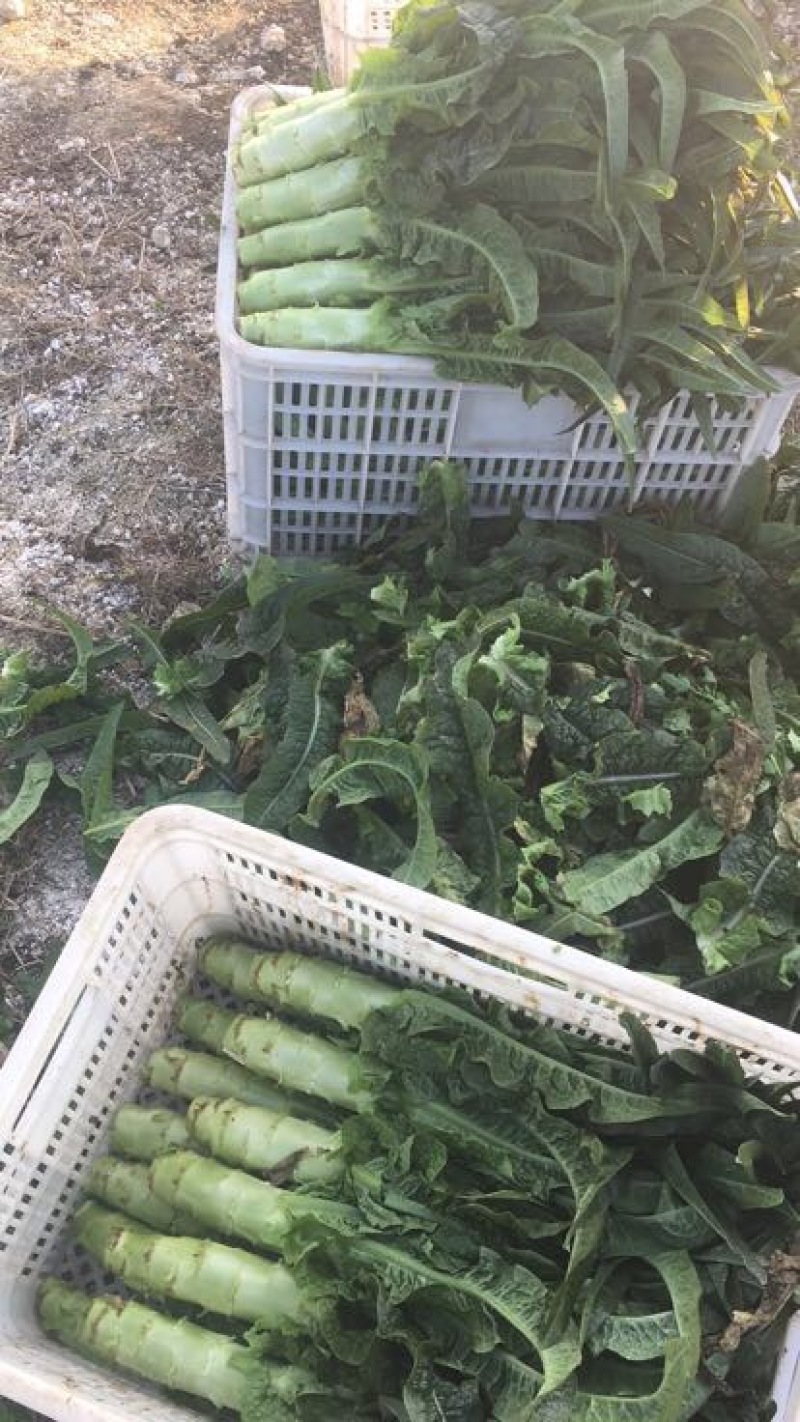 莴苣莴笋都在两斤半以上，精品莴笋，量大从优，50公分左