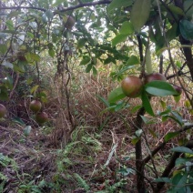 野山茶籽