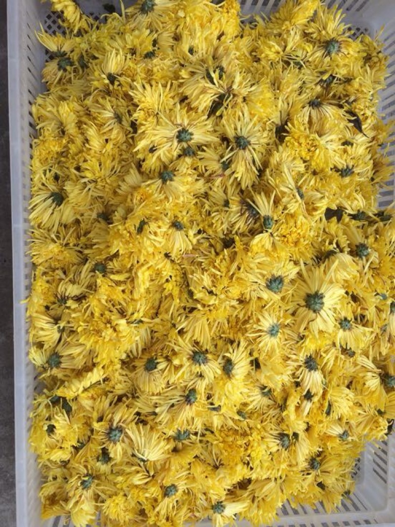 金丝皇菊茶二级