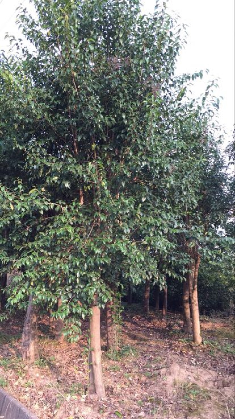 大叶女贞12~14cm