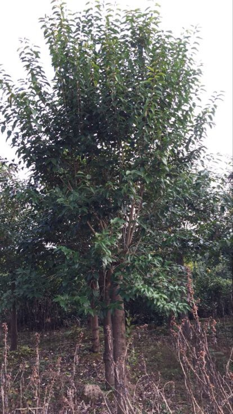大叶女贞12~14cm