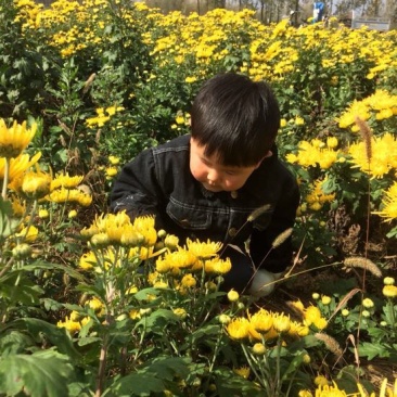 菊花苗