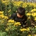 菊花苗