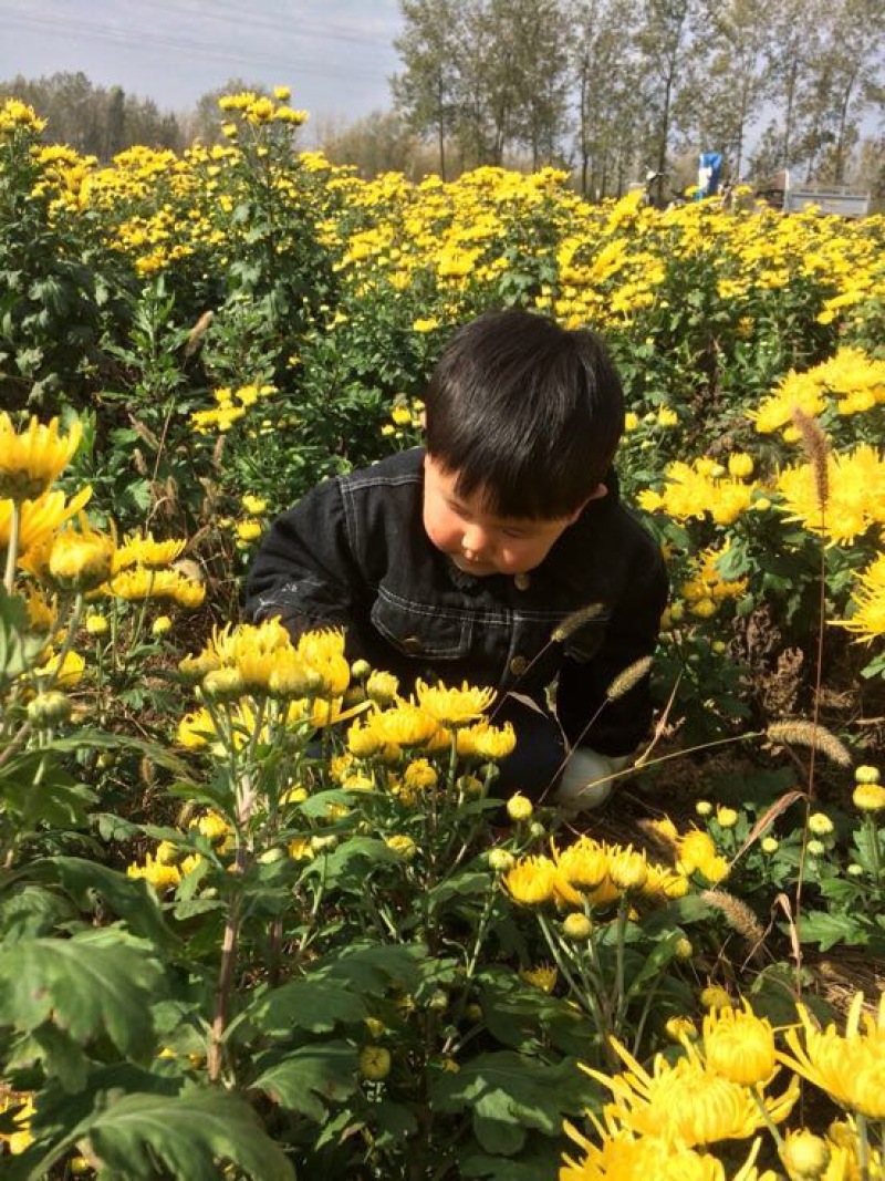 菊花苗