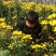菊花苗