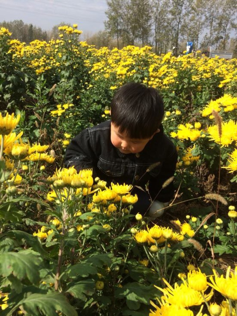 菊花苗