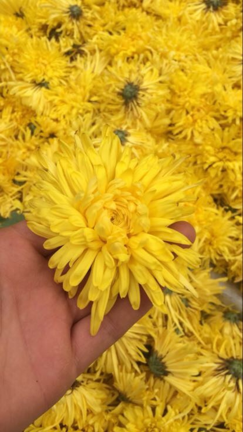 菊花苗