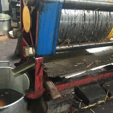 茶树油