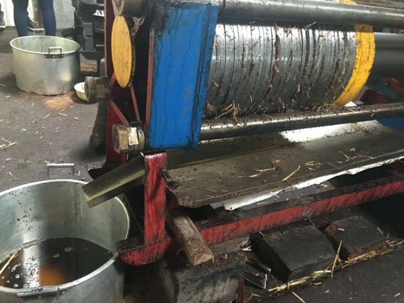茶树油