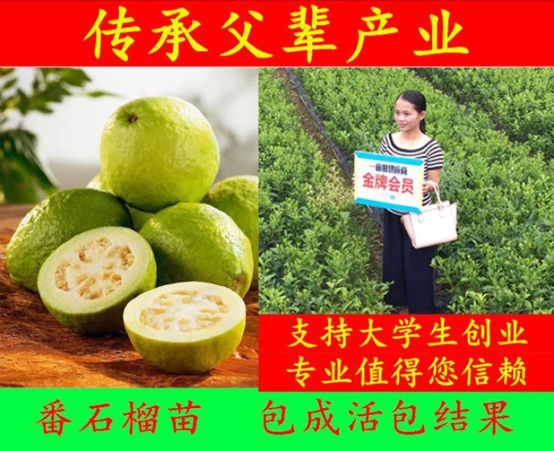 番石榴苗四季珍珠番石榴苗