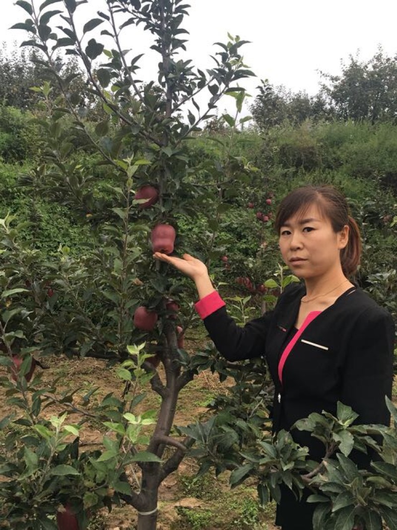 天水发货正宗花牛苹果树苗