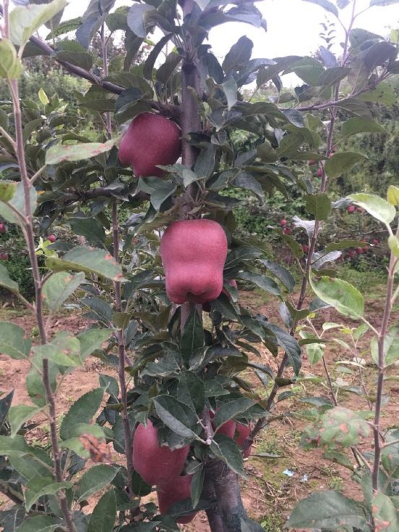 天水发货正宗花牛苹果树苗
