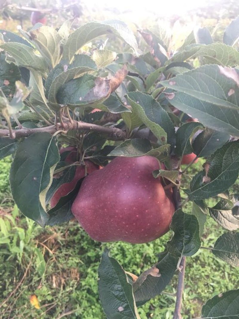 天水发货正宗花牛苹果树苗