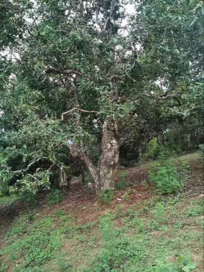古树茶一级