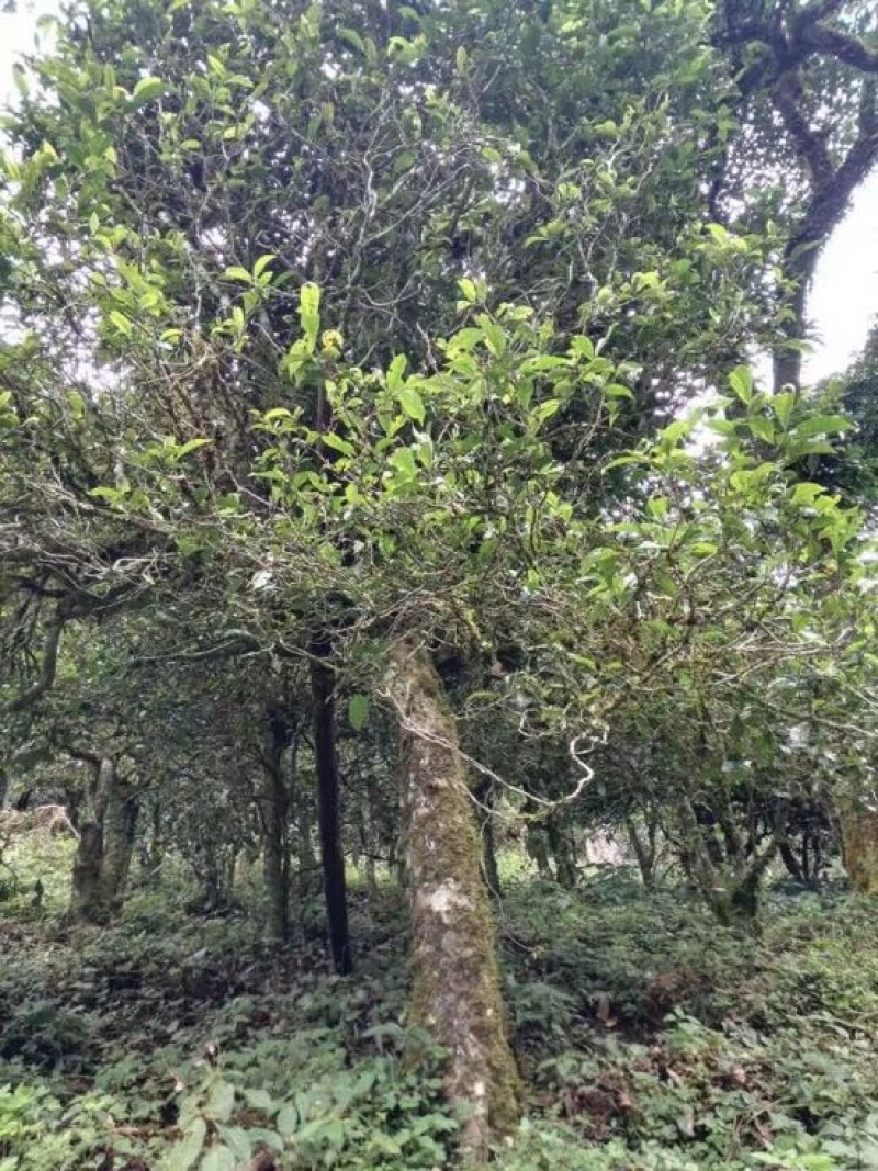 古树茶一级