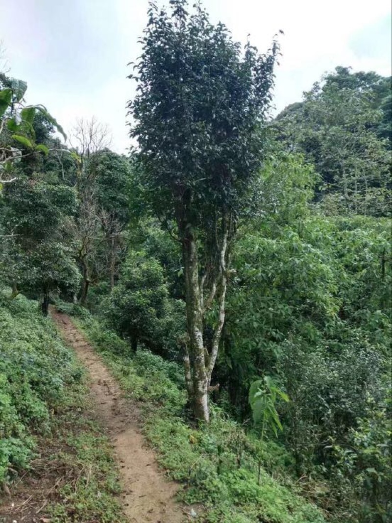 古树茶一级