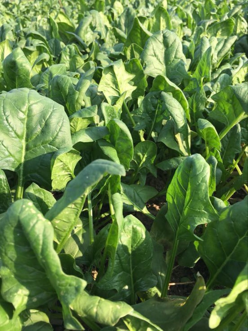 菠菜10~15厘米