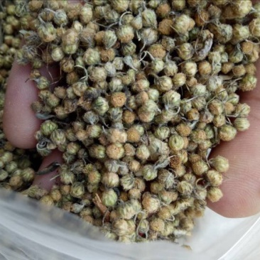菊花茶特级