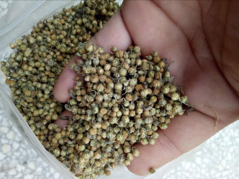 菊花茶特级