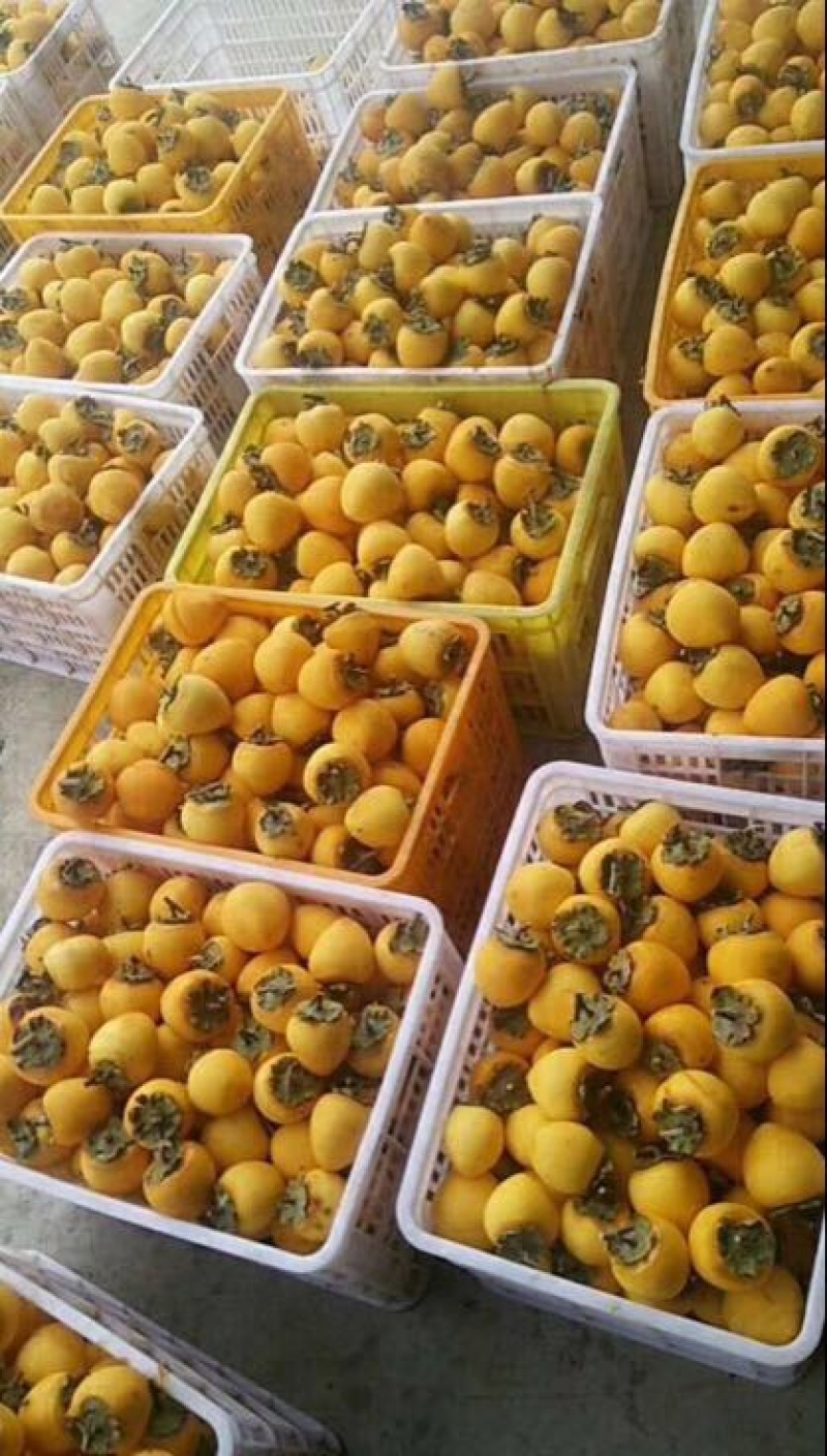 柿饼1~2两