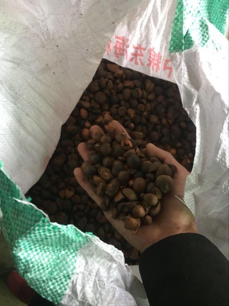 茶粕