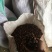 茶粕