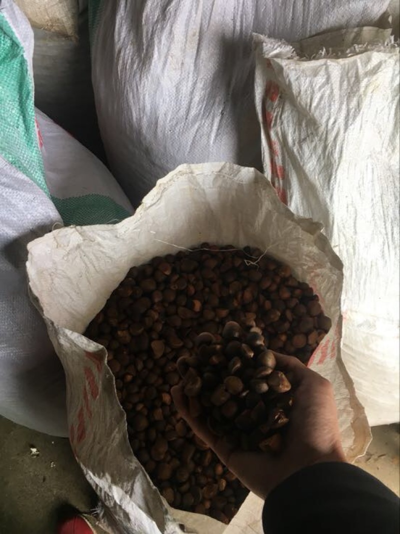 茶粕