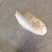 面筋