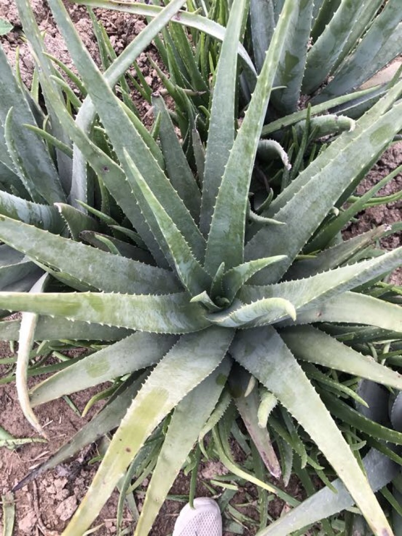 芦荟柱形20cm以上