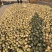 芥菜头4两以上大批量上市欢迎新老客户前来洽谈