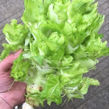 儿菜5两以上