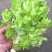 儿菜5两以上