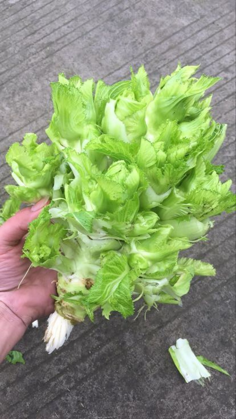 儿菜5两以上