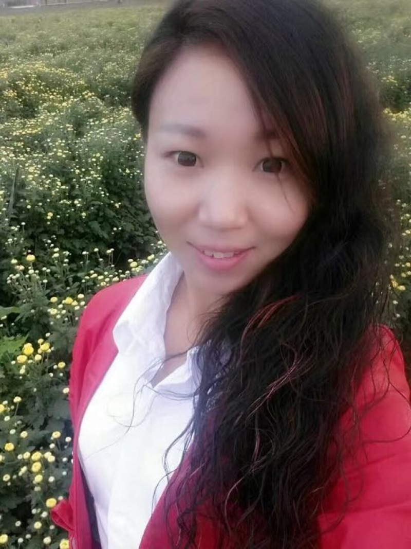 菊花茶特级