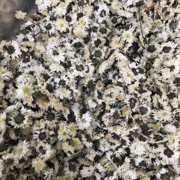 菊花茶特级