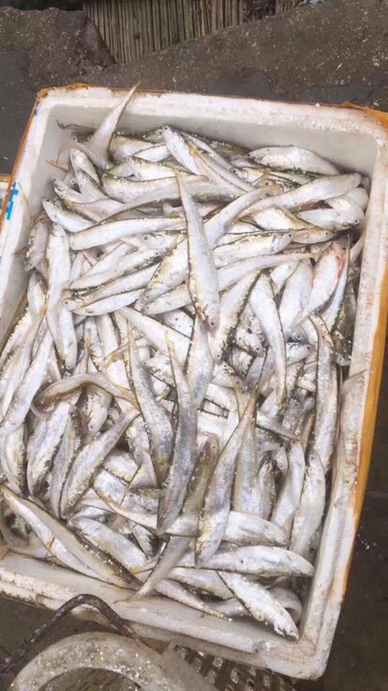 刀鱼食用活鱼
